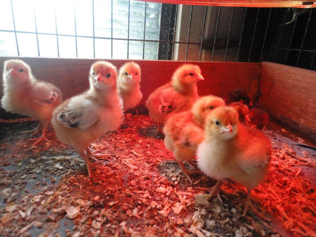 Willow Court Farm The Lodge & Petting Farm, 8 Mins From Legoland & Windsor, 15 Mins From Lapland Uk מראה חיצוני תמונה