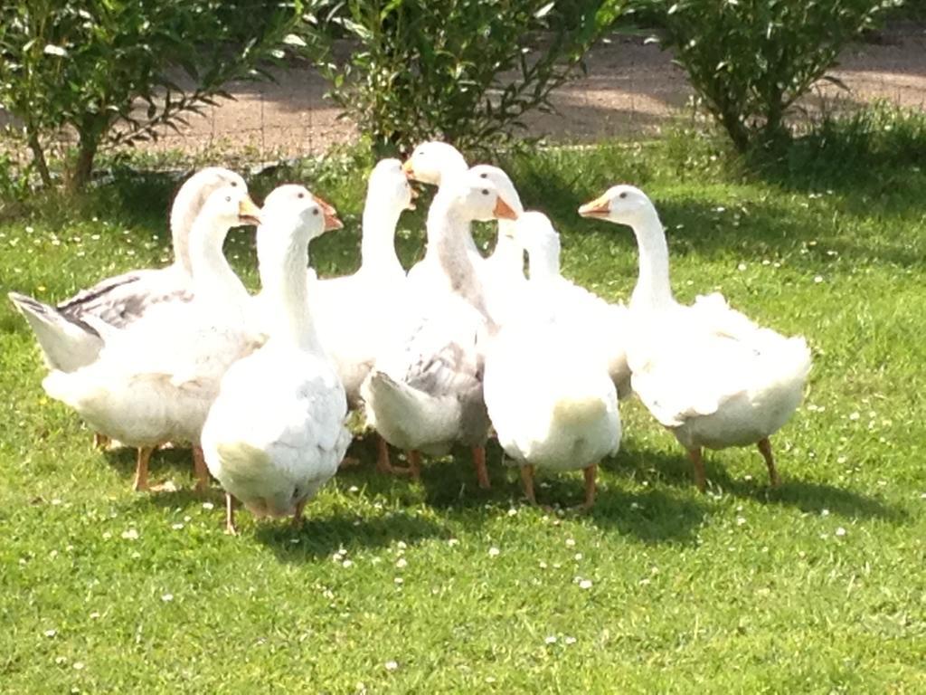 Willow Court Farm The Lodge & Petting Farm, 8 Mins From Legoland & Windsor, 15 Mins From Lapland Uk מראה חיצוני תמונה