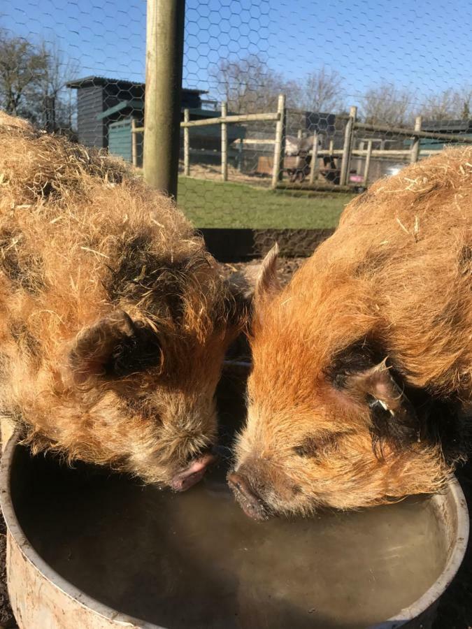 Willow Court Farm The Lodge & Petting Farm, 8 Mins From Legoland & Windsor, 15 Mins From Lapland Uk מראה חיצוני תמונה
